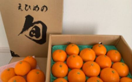 【先行予約】【数量限定】岡市農園！愛媛県産 愛果28号 3kg×1箱（2026年12月中旬より順次発送） IKTV003