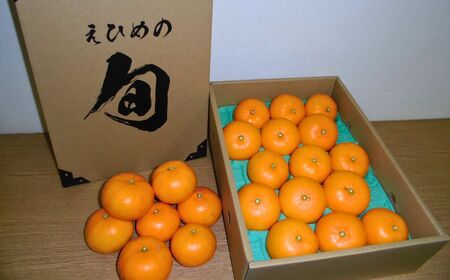 【先行予約】【数量限定】岡市農園！柑橘の大トロせとか3kg×1箱（2027年2月下旬より順次発送） IKTV007