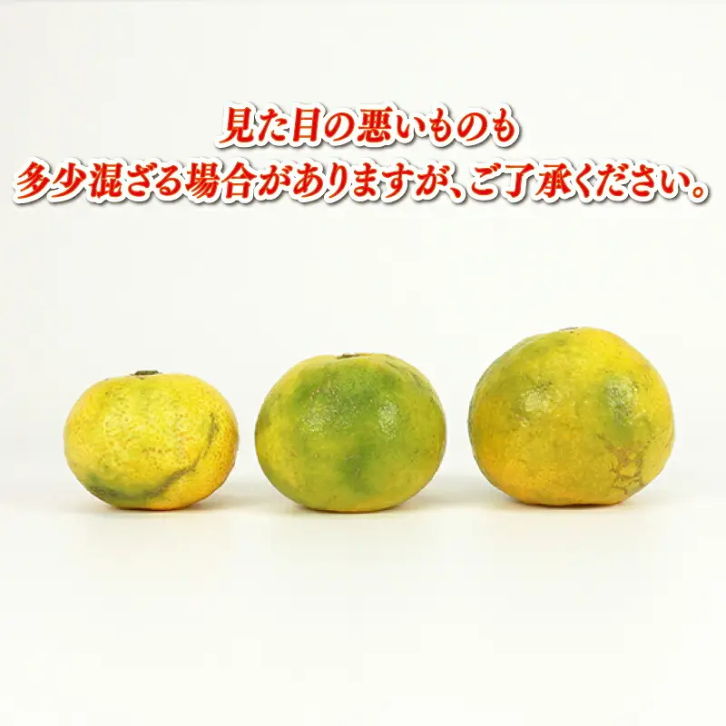 極早生みかん 家庭用 9kg サイズ不揃い 兵頭農園 果物 果物 B010-055007