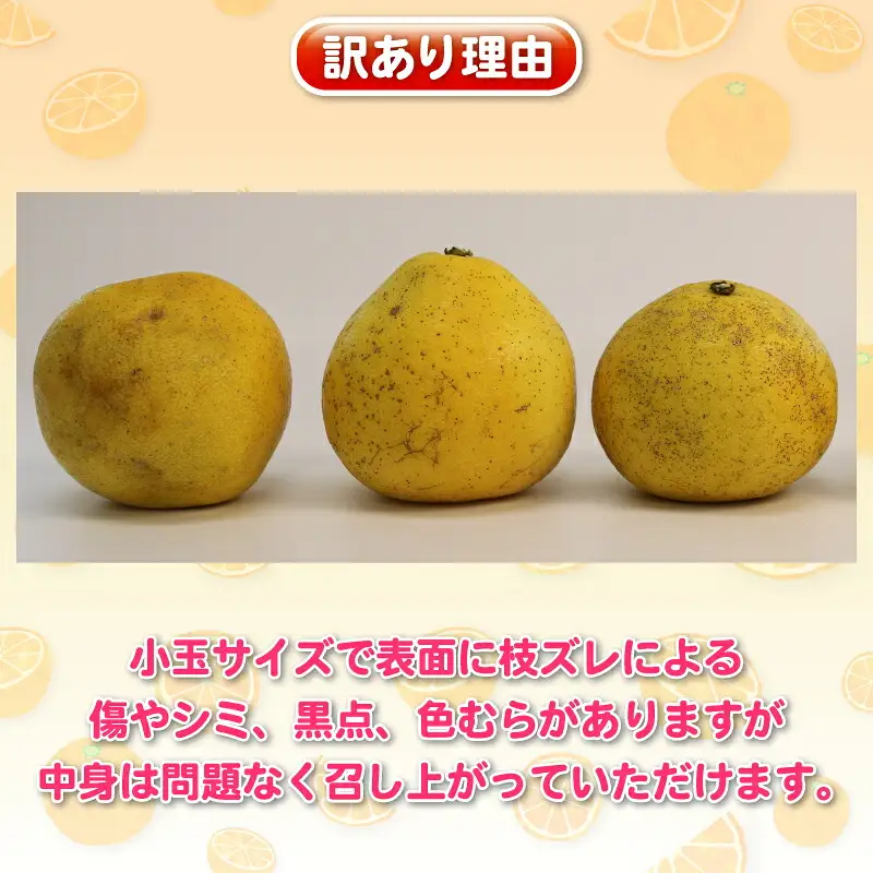 文旦 訳あり プチ土佐文旦 10kg 杉本屋 B010-143026