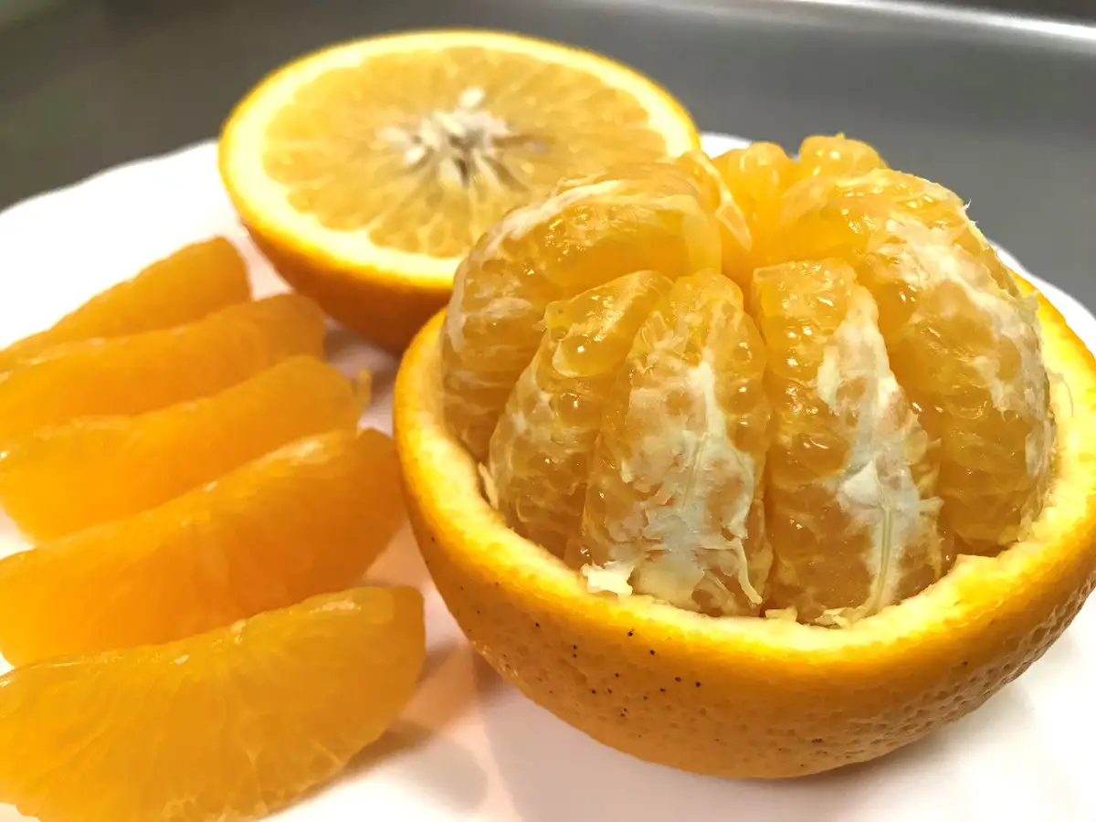 [2箱セット] ちょっと 傷あり 木成完熟 紅はっさく 2L ～ M ( 4玉 ～ 6玉 ) 手さげ箱 【2027年4月上旬～発送】