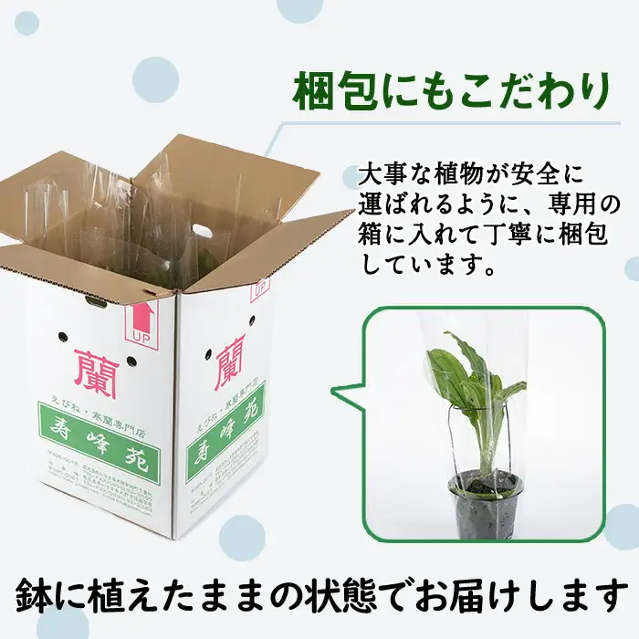 【個数限定】えびね蘭 4本 Cコース 開花済 鉢入り【00-045-09】