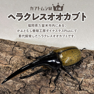 【ヘラクレスオオカブト】オス（150mm後半）・メス（サイズフリー）　1ペア_期間限定 ヘラクレスオオカブト オス 150mm後半 メス サイズフリー 1ペア カブトムシ ヘラクレス 虫 昆虫 成虫 ペアリング 自家製オリジナルマット 産卵 幼虫飼育管理 羽化 かぶとむし養殖工房ダイナステスPlus お取り寄せ 九州 福岡県 久留米市 送料無料 〔Pb009〕