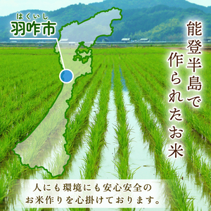 白米 10kg(5kg×2袋) 令和7年産 新米 精米 のと米 10kg