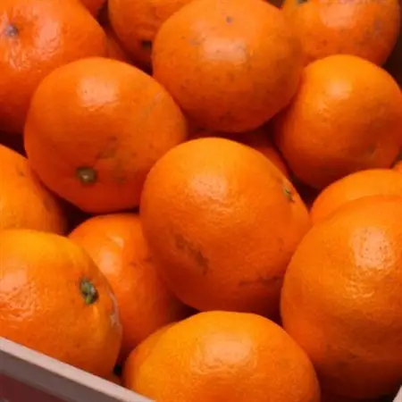 家庭用 蔵出しみかん1kg+250g(傷み補償分)【光センサー選果】【訳あり】【配送不可地域：離島・北海道・沖縄県】【1625404】