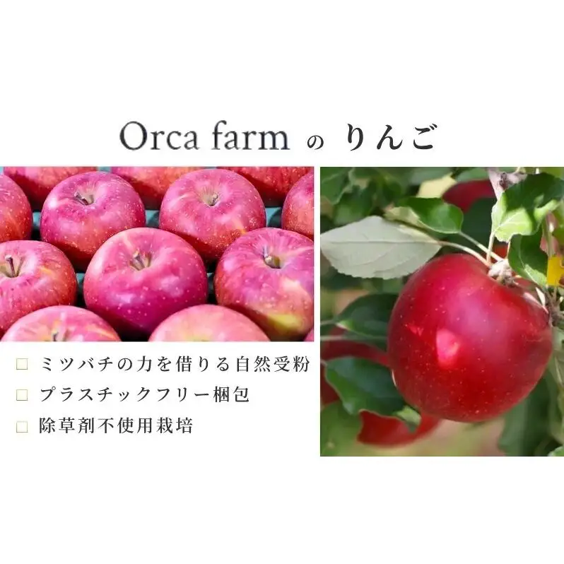 サンふじ 10kg りんご リンゴ 林檎 サンふじ