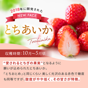 【定期便3回】栃木のこでらんない冷凍イチゴ（とちあいか）約2kg