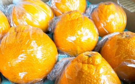 不知火 約3kg （約10玉程） 柑橘 果物 しらぬい みかん 蜜柑 くだもの 【2027年2月下旬発送開始】