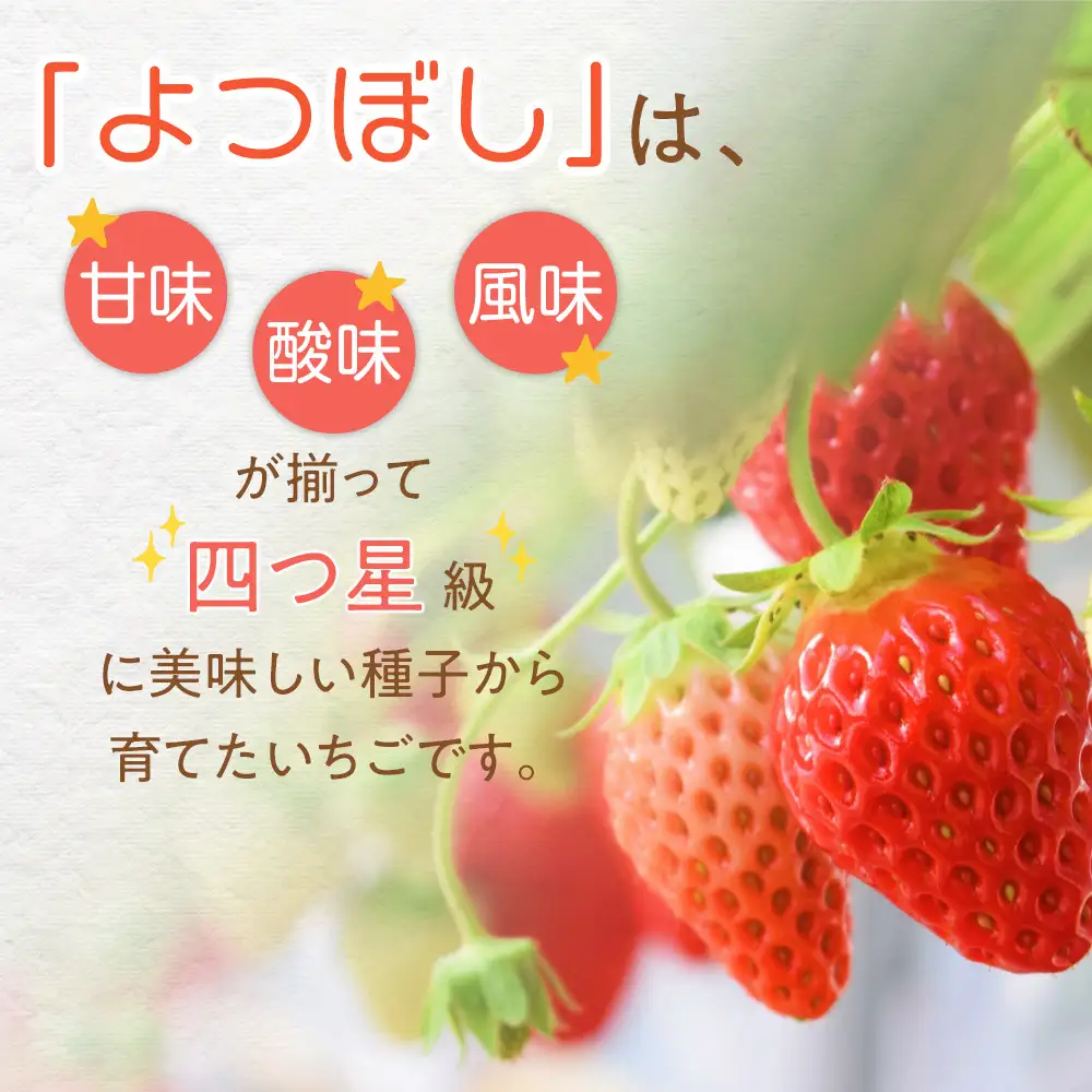 【先行予約！】2027年1月以降順次発送　よつぼし いちご　200g×4