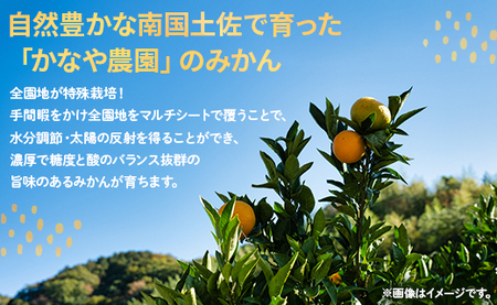 【2026年10月より順次配送】訳あり 小玉 極早生みかん 10㎏ みかん be-0121
