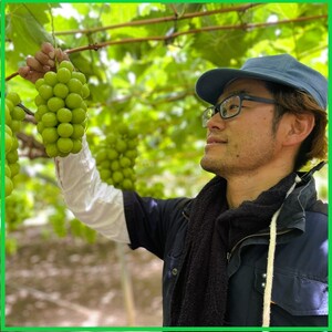 訳あり シャインマスカット 約2kg 3～4房 高梁市産 2026年 先行予約 ぶどう 化粧箱 葡萄 ブドウ うめづぶどう園