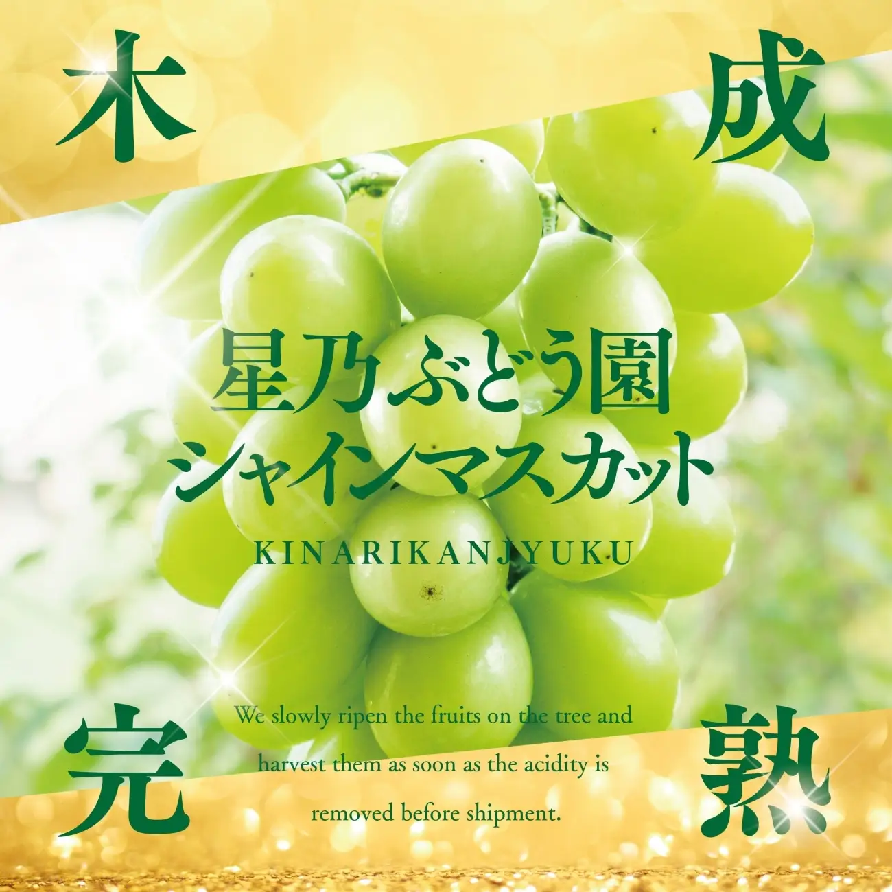 【先行受付】訳あり星乃シャインマスカット(岡山県産) 3～4房(1.8kg以上)【配送不可地域：離島・北海道・沖縄県】【1626442】
