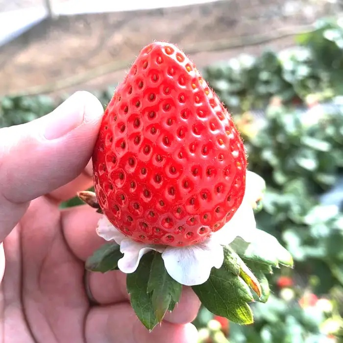 美里町産いちご【彩のあまりん】（250g以上×2パック）  [No.169]