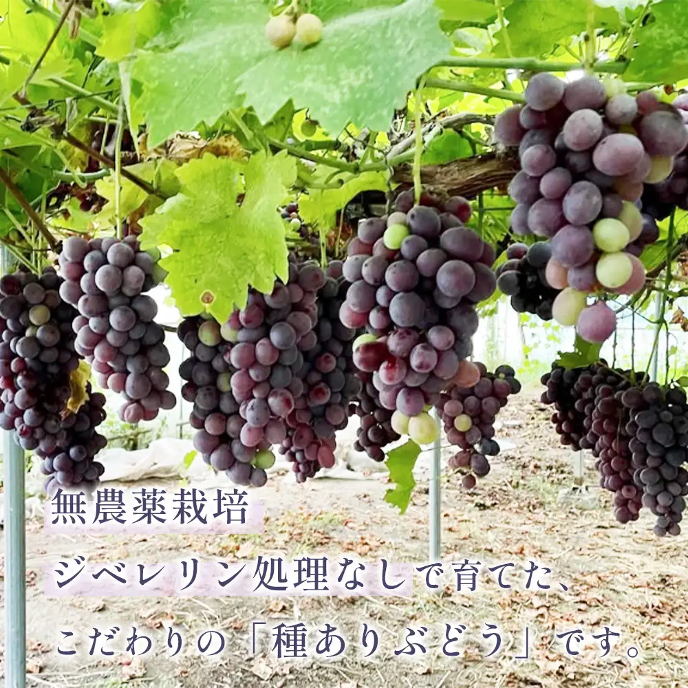 無農薬 ジベレリン処理なし種ありぶどう お楽しみボックス 計約2kg  [No.205]