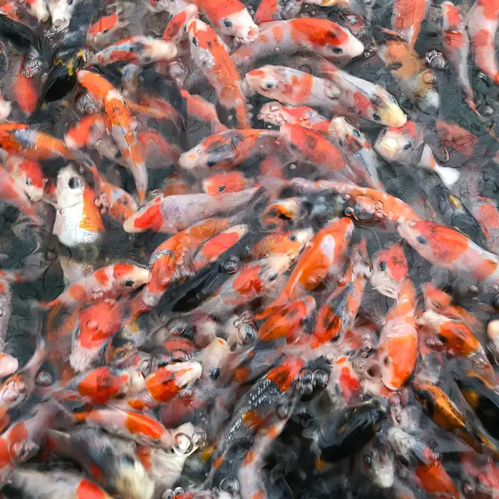 錦鯉（ニシキゴイ） 3匹セット（15cm～20cm）  [No.063]