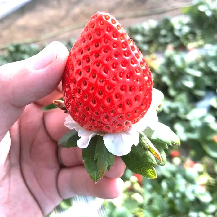 美里町産いちご4P【彩のあまりん】（250g以上×4パック）  [No.191]