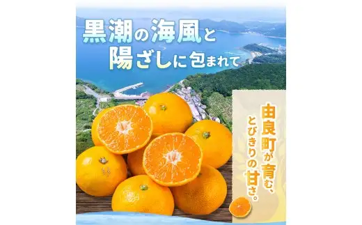 温州みかん 2kg 2S～2Lサイズ混合 11月発送 / 温州 ミカン 農家直送　完熟 密柑 くだもの  果実  柑橘 果物 フルーツ 和歌山県 由良町 人気 おすすめ 産地直送 ※2026年11月中旬頃～11月下旬頃に順次発送予定【nktn004-r-2-nov】