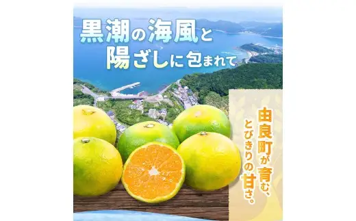 ゆら早生みかん 2kg / 柑橘 和歌山県 由良町 極早生 早生 早生みかん 柑橘 甘い 完熟 密柑 人気 おすすめ くだもの 果物 フルーツ  農家直送 産地直送 ※2026年10月中旬頃～10月下旬頃に順次発送予定【nktn003-r-2】