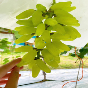 ぶどうセット 2種 食べ比べ 先行予約 数量限定 クイーンセブン ゴールドフィンガー 2房 計800g 大粒 皮ごと 種なし 高糖度 夏ぶどう 希少品種 フルーツ 果物 葡萄 ブドウ 大阪府岸和田市産