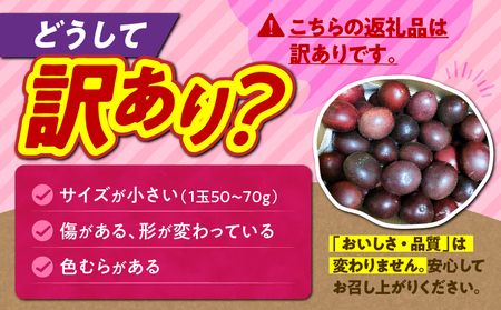 【2026年先行予約】奄美パッションフルーツ 訳あり品 2kg（30個前後） A135-005 パッションフルーツ フルーツ 果物 南国 デザート 訳あり わけあり 期間限定 限定 自然 美味しい カクテル ヨーグルト サラダ 鹿児島県 orietty's farm ふるさと納税 奄美市 おすすめ ランキング プレゼント ギフト