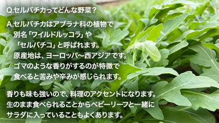 つくばみらい市 で栽培した セルバチカ ( ワイルドルッコラ ) 300g