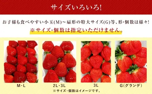 【特別栽培／有機質肥料／アフター保証】うるう農園 あまおう サイズ色々 4パック （約1140g）【2026年12月上旬～2027年1月下旬発送予定】 いちご イチゴ 苺 フルーツ 果物