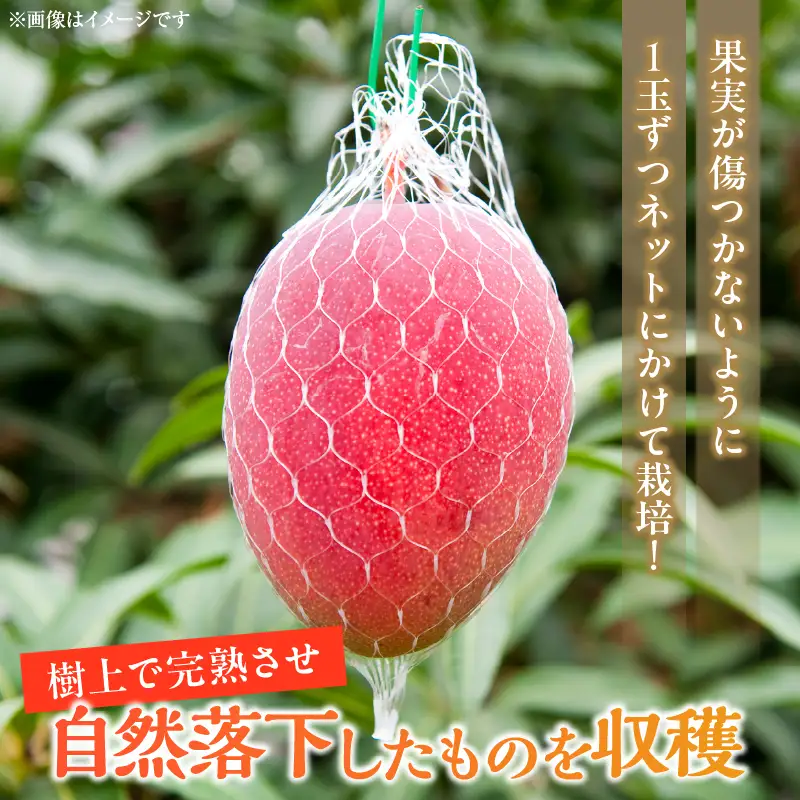 先行予約 宮崎県産 完熟マンゴー 2L×2玉 計700g以上 フルーツ スイーツ 果物_CA101-26
