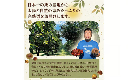 【 吉原農場 の 完熟栗 】 熟成 焼き栗 3袋 ( 200g × 3袋 )