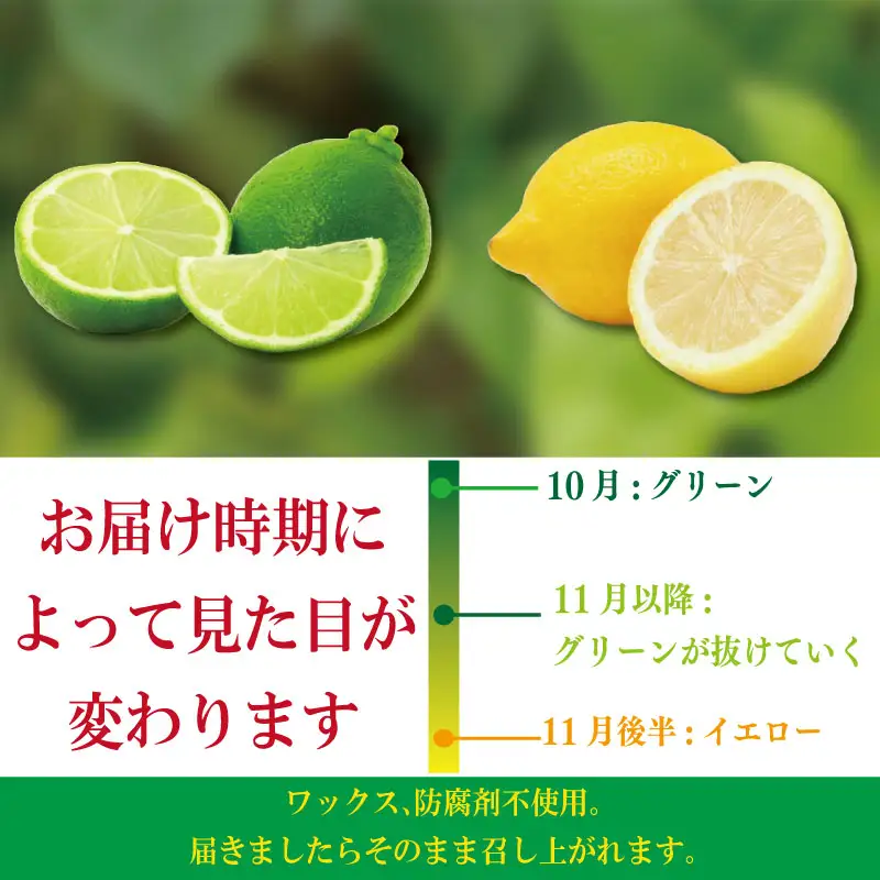 【ふるなびWEEK対象】【2026年10月順次発送】 レモン 1.2kg (10or12個) れもん 檸檬 柑橘 フルーツ 