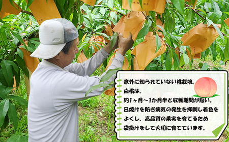 【2026年8月より順次発送】摘みたて瞬間★品種おまかせ冷凍もも小分けパック1kg（250g×4P)[H0157]