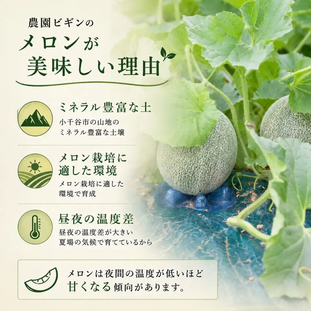 メロン オルフェ 2玉 農園ビギン 先行予約 新潟県 小千谷市 メロン