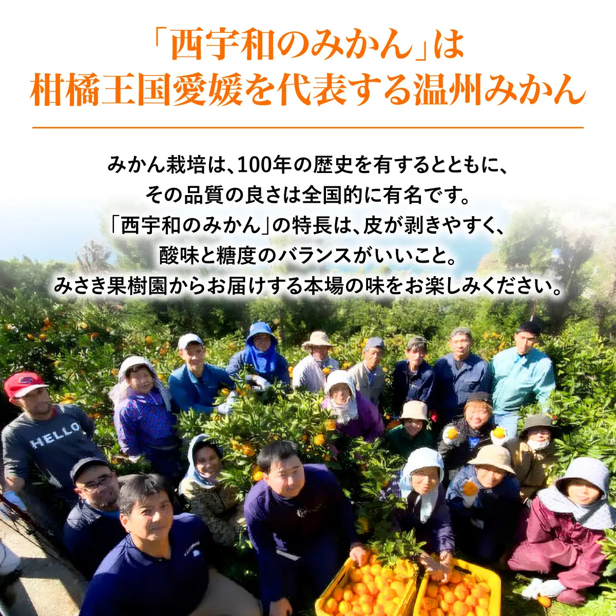 【先行予約】【秀品】えひめ西宇和みかん 8kg（大玉）※離島への配送不可（2026年11月上旬頃より順次発送予定） IKTAR002