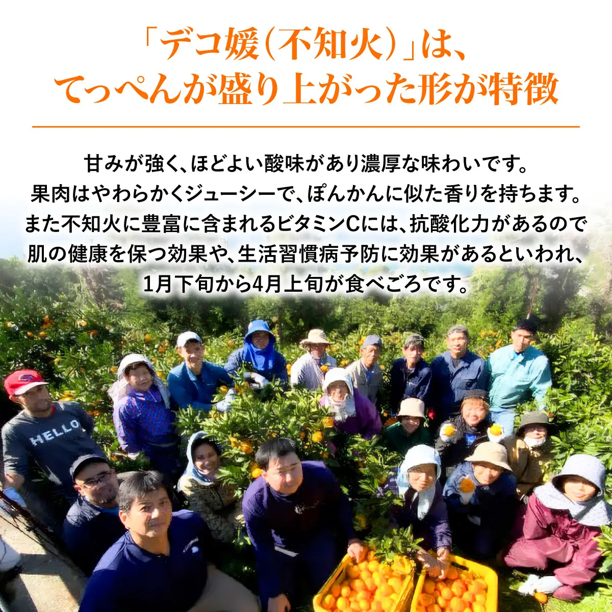 【先行予約】デコ媛 8kg（2L～3L）※離島への配送不可（2027年2月下旬頃より順次発送予定） IKTAR009