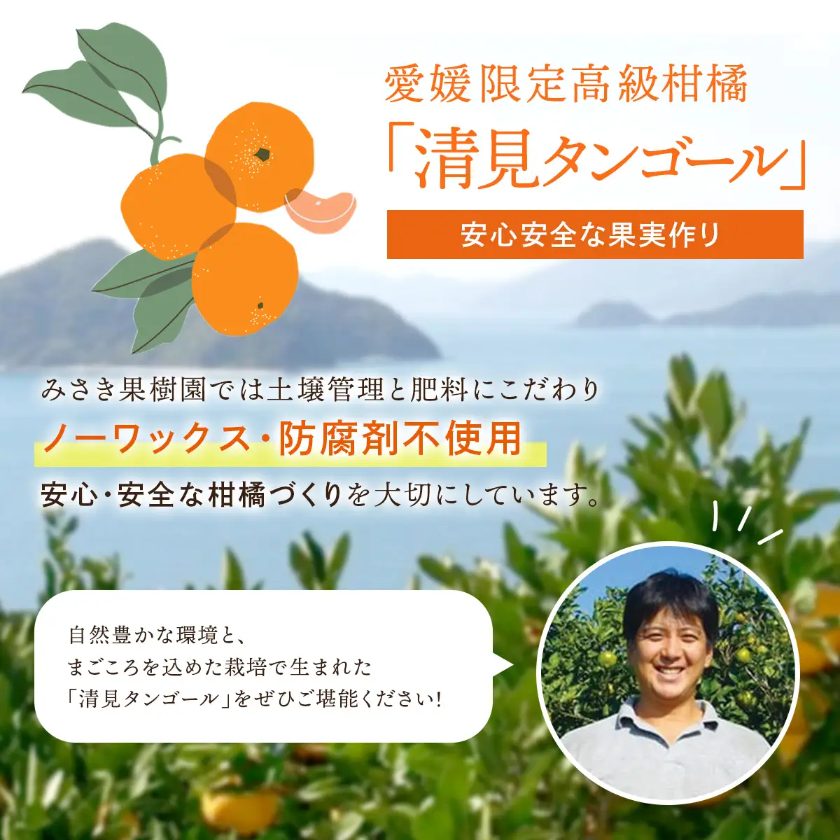 【先行予約】【訳あり】清見タンゴール 10kg（M～3L）※離島への配送不可 （2027年3月上旬頃より順次発送予定） IKTAR014