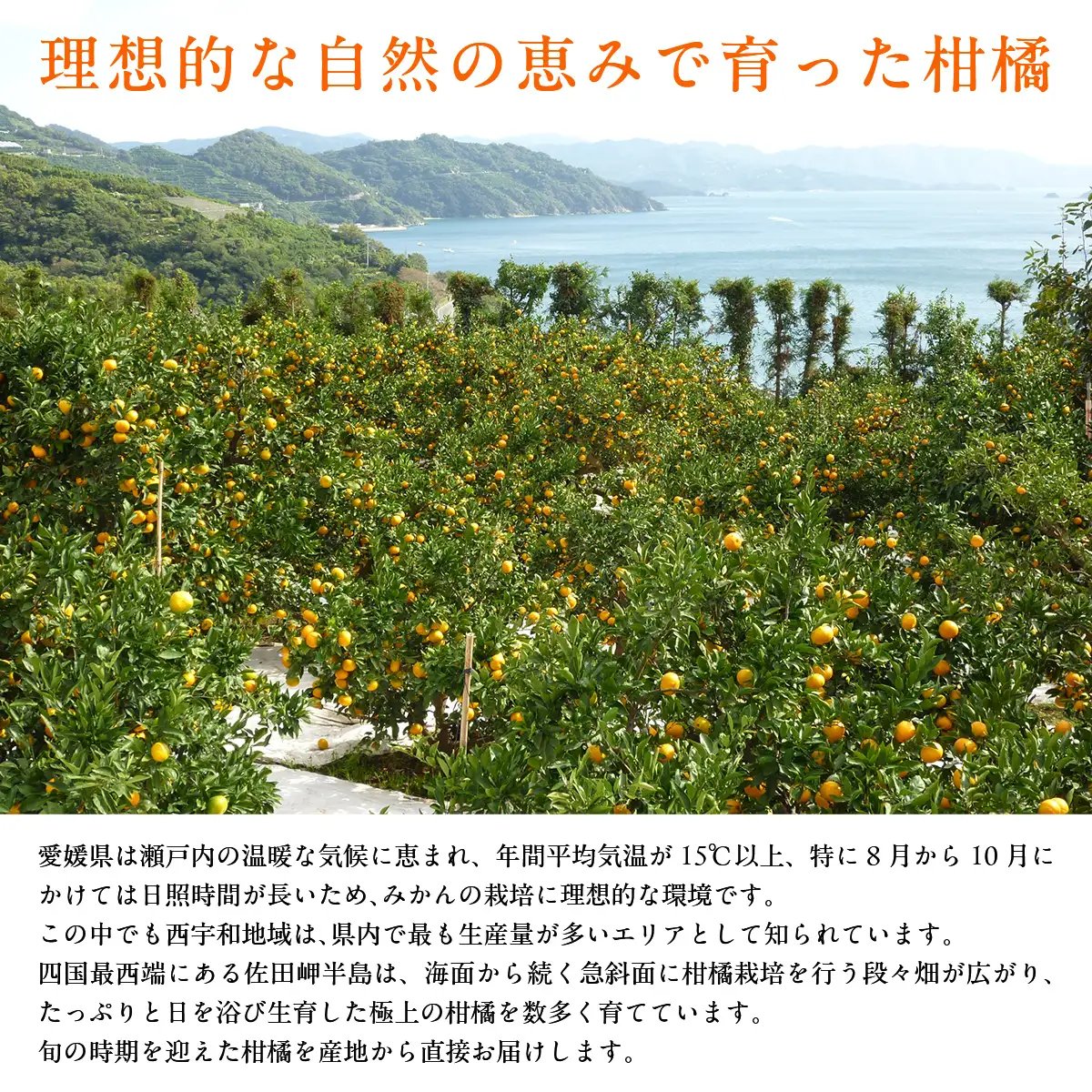 JAにしうわ みつる共選 「蜜る」2.5kg（2S～2L）※離島への配送不可（2026年11月中旬より順次発送予定） 【 柑橘 ミカン みかん 蜜る 生果 】 IKTBC003