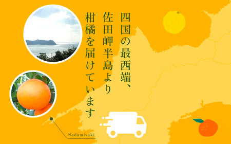 【先行予約】【贈答用】紅まどんな（生果2.5kg/L～2Lサイズ）※離島への配送不可（2026年12月上旬より順次発送予定） IKTBD002