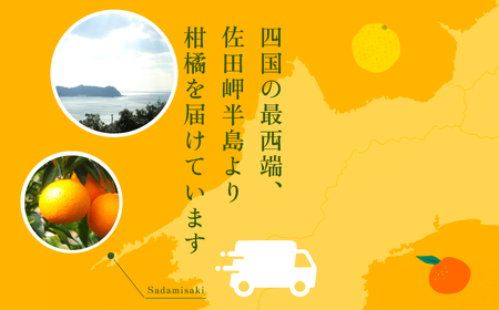 【先行予約】清見タンゴール（Pプラ包装・生果2.5kg）※離島への配送不可（2027年6月上旬～6月中旬頃より順次発送予定） IKTBD006