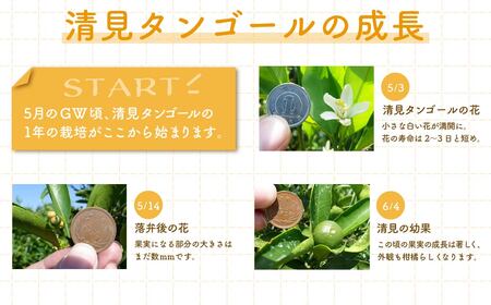 【先行予約】清見タンゴール（貯蔵・生果5kg）※離島への配送不可（2027年5月上旬～5月中旬頃より順次発送予定）  IKTBD007