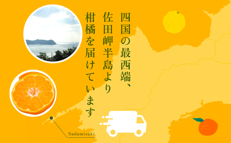 【先行予約】【数量限定】はるみ（生果5kg）※離島への配送不可（2027年1月下旬～2月上旬頃より順次発送予定） IKTBD009 | みかん みかん