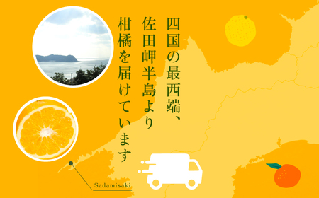 【先行予約】サンフルーツ（生果3kg）※離島への配送不可（2027年2月上旬～3月上旬頃より順次発送） IKTBD012