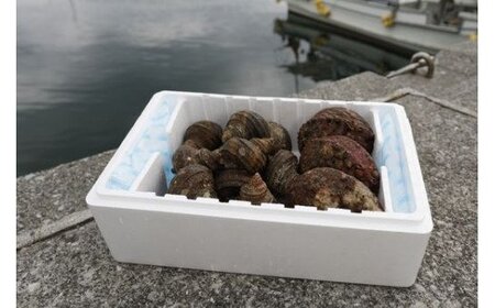 【数量限定】佐田岬海士のあわび・さざえセットB ※北海道・東北地方・沖縄・離島への配送不可 IKTJ002