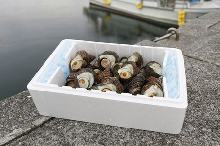 【数量限定】佐田岬海士のさざえ2kg ※北海道・東北地方・沖縄・離島への配送不可 IKTJ003