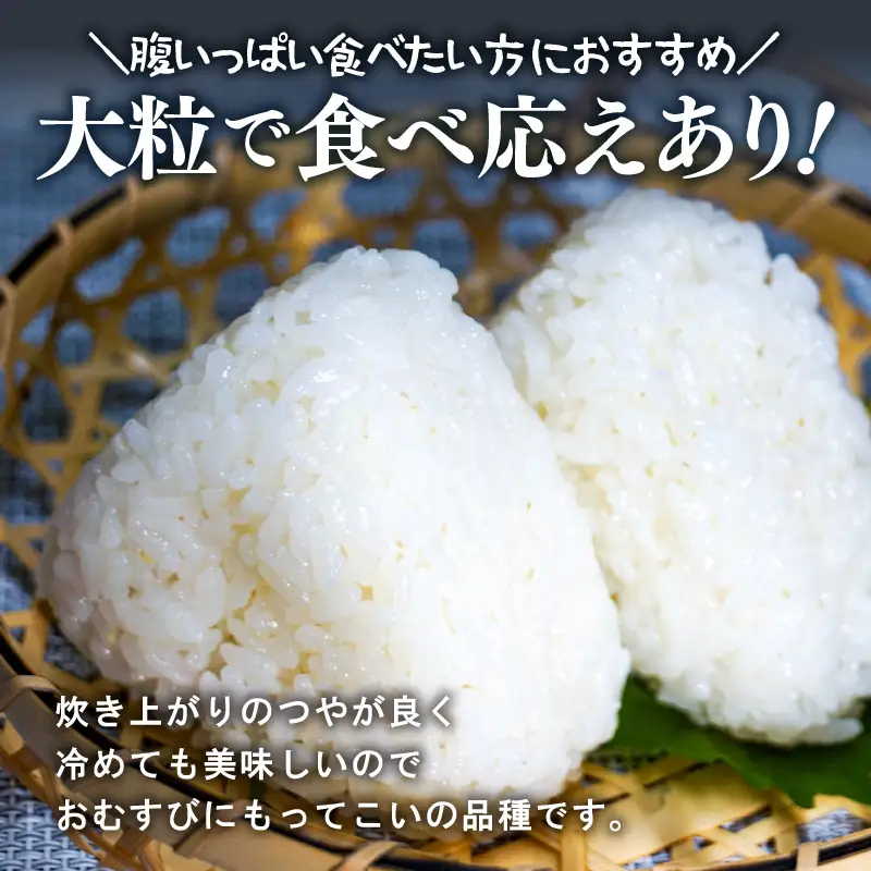 【令和7年産】化学肥料不使用 特別栽培米 虹のきらめき 精米 10kg × 1袋 / 白米 米 福井県あわら市産 美味しい 特別栽培米 減農薬 安心な米 旨味 甘み もっちり 冷蔵保管米 [aw010-a061]