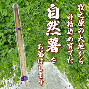 【予約受付】 自然薯 500g じねんじょ 山芋 ヤマイモ 山いも とろろ とろろ汁 国産 滋養強壮 強壮 とろろご飯 ご飯のお供 美味しい おいしい 自宅用 家庭用 贈答用 贈答 贈り物 ギフト やまあい農園 静岡県 牧之原市
