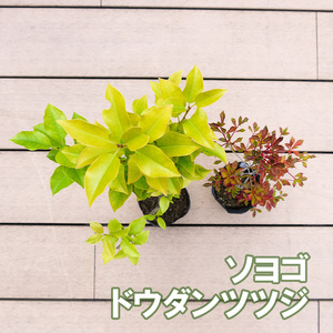 BS180_シンボルツリーセット 花 苗 植物 家庭菜園 花壇 プランター ガーデニング
