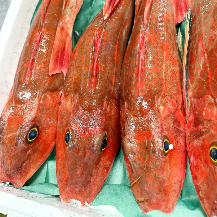 【12回定期便】大田市からお届け！旬のお魚セット【鮮魚 約5kg 定期便 12回 月1回 冷蔵 旬 魚 さかな 天然 天然魚 新鮮 地魚 産地直送 水揚げ次第発送 おまかせ セット 詰め合わせ お取り寄せ 大田市 和江漁港】