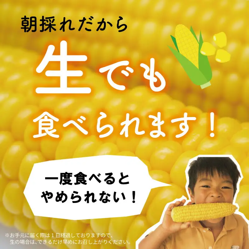 明和町産 朝採れ とうもろこし ゴールドラッシュ 10本～12本 BBQ 人気 トウモロコシ 生 野菜 新鮮 採れたて 産地直送 朝どれ 甘い 期間限定 国産 旬 夏野菜 きたむら