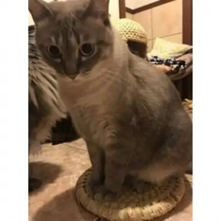猫ざぶとん【わら細工】直径約25cm【1583092】