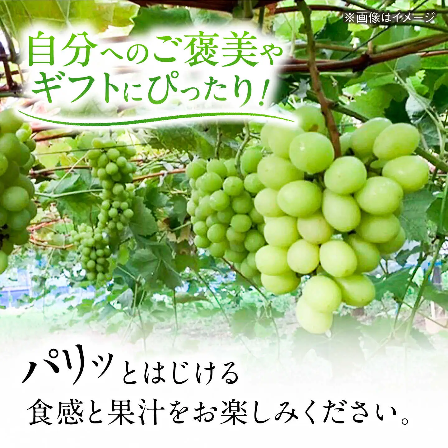 【糖度18度以上】 糸島産 シャインマスカット 1kg  糸島市 / 和饗エコファーム フルーツ 果物 [AVI006]