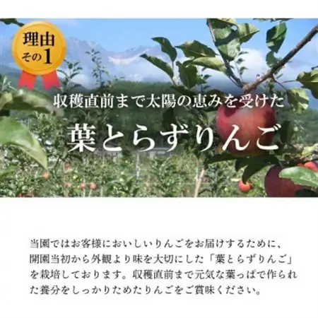【南信州あじさい農園】葉とらずりんご(紅玉)約3kg【配送不可地域：離島】【1593196】